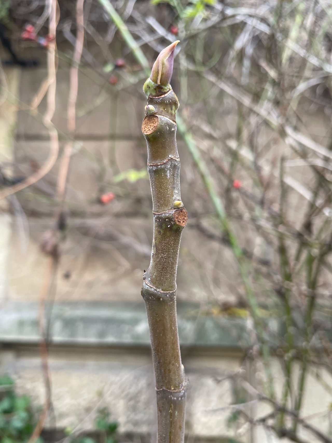 hadjeras, fig tree, 2018